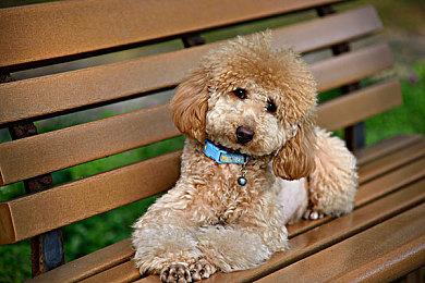 《侏罗纪世界：进化2》​将于11月30日进行内容更新